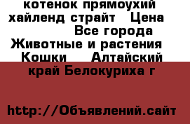 котенок прямоухий  хайленд страйт › Цена ­ 10 000 - Все города Животные и растения » Кошки   . Алтайский край,Белокуриха г.